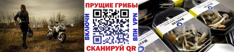 купить   Ялта  Псилоцибиновые грибы Psilocybe 
